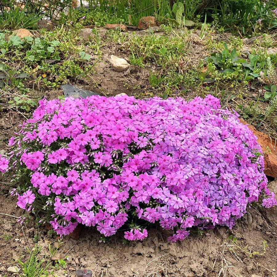 Первоцвет_2