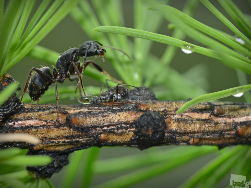 ПРО ПАСТУХА