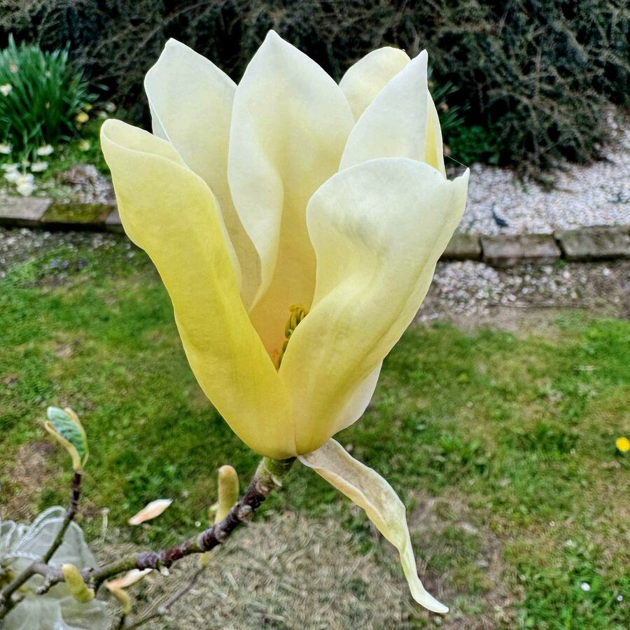 Первоцвет_11