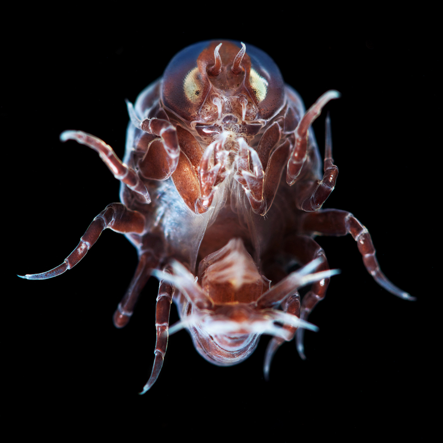 Александр Семенов. Белое море