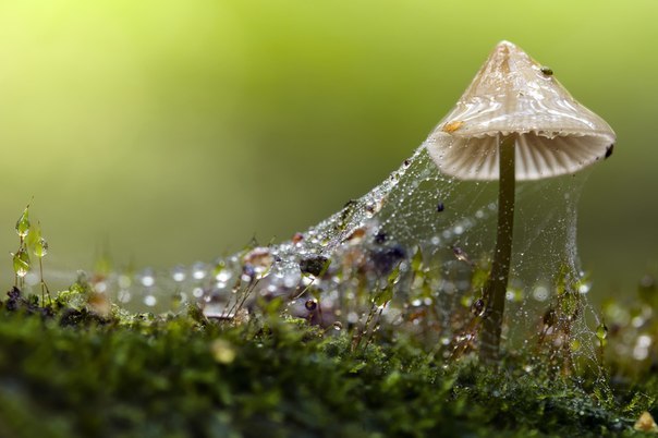 Любители. Макро. 2 место. Вадим Кондратьев