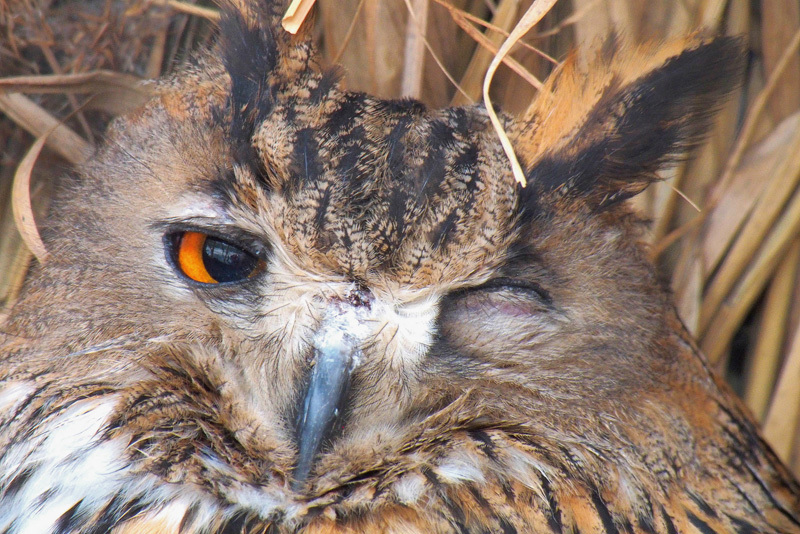 ЧТО? ГДЕ? КОГДА?