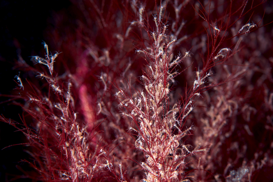 Александр Семенов. Белое море