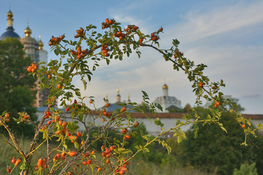 Шиповник