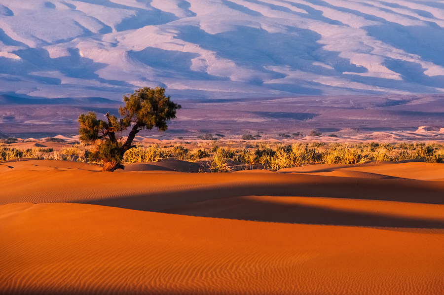 Evening in the desert