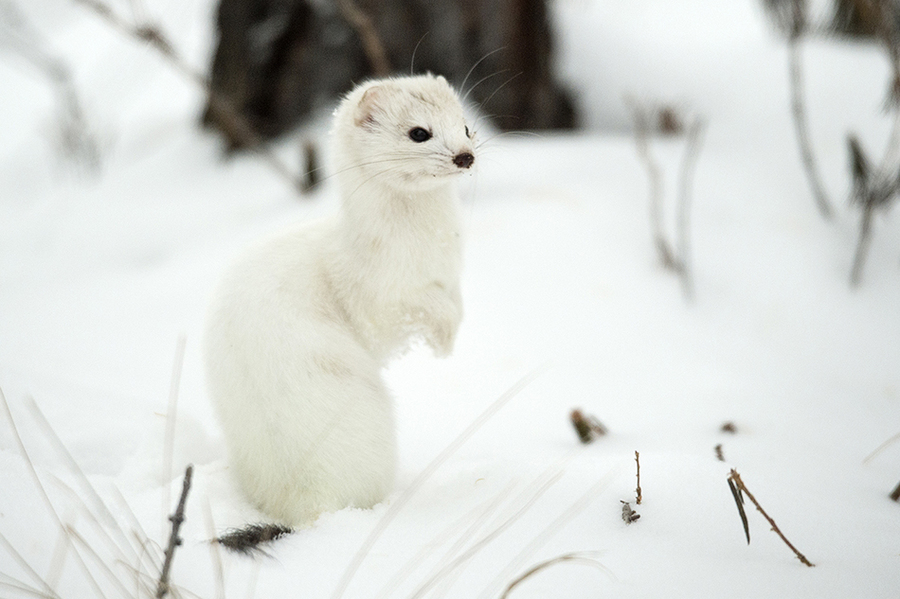 Сергей Горшков. Плато Путорано