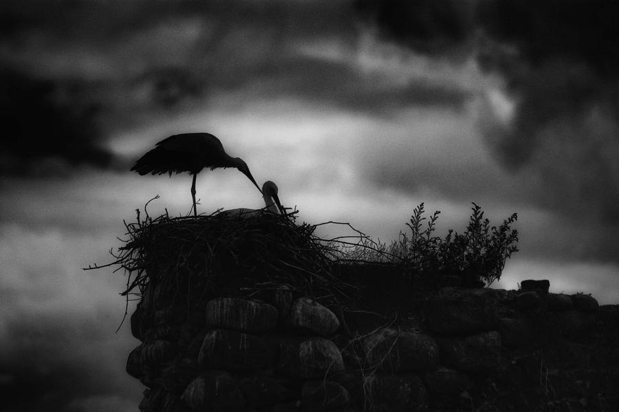 Александр Тутаев_Аист_с