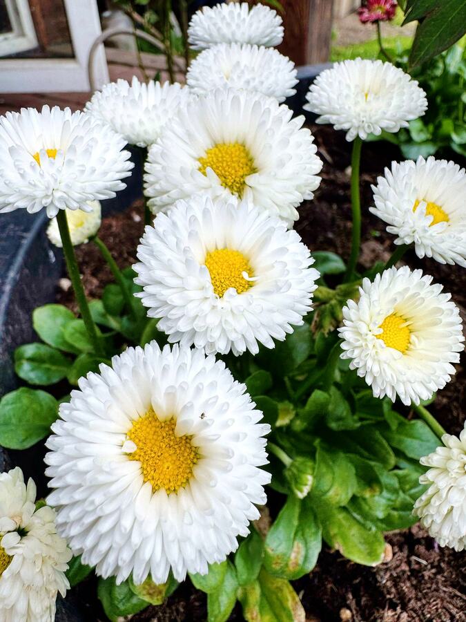 Первоцвет_20