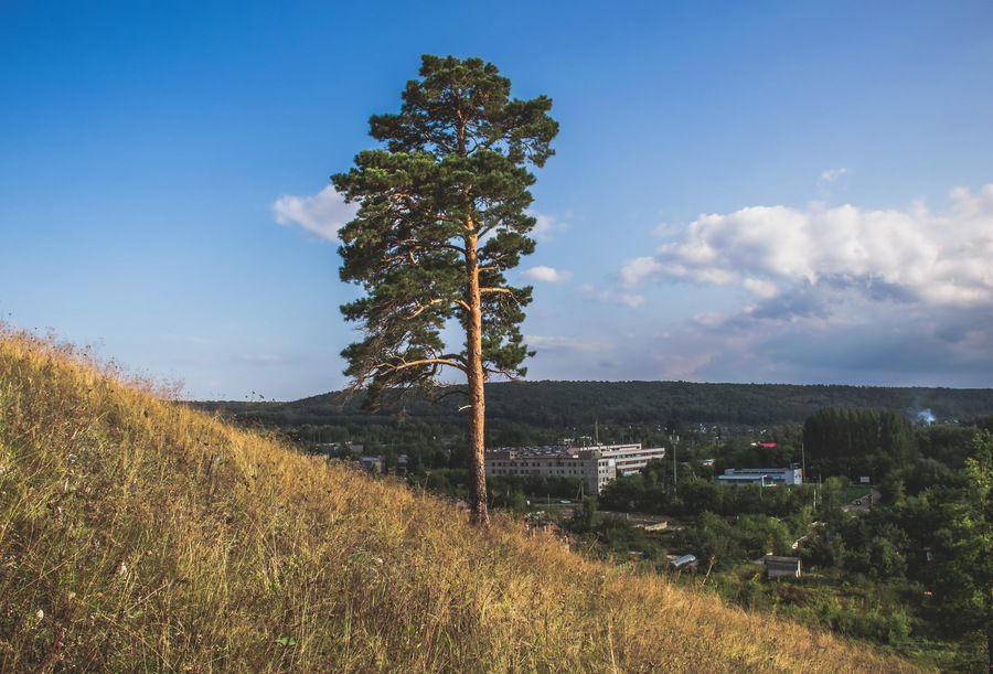 Сосна