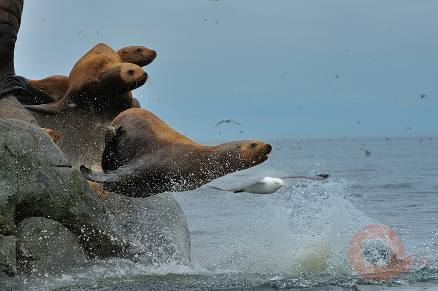 Фукуда Тосидзи (2)