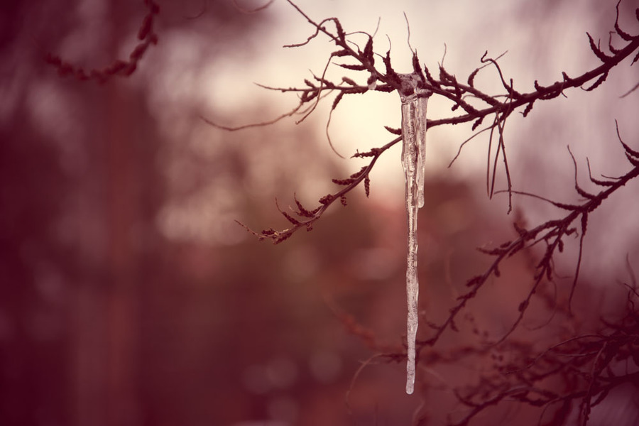 Icicle on a tree branch or spring on the nose
