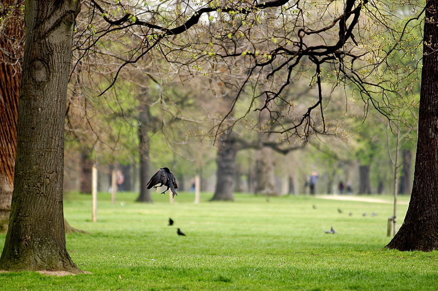 004 Лондон,2006. Гайд-парк.