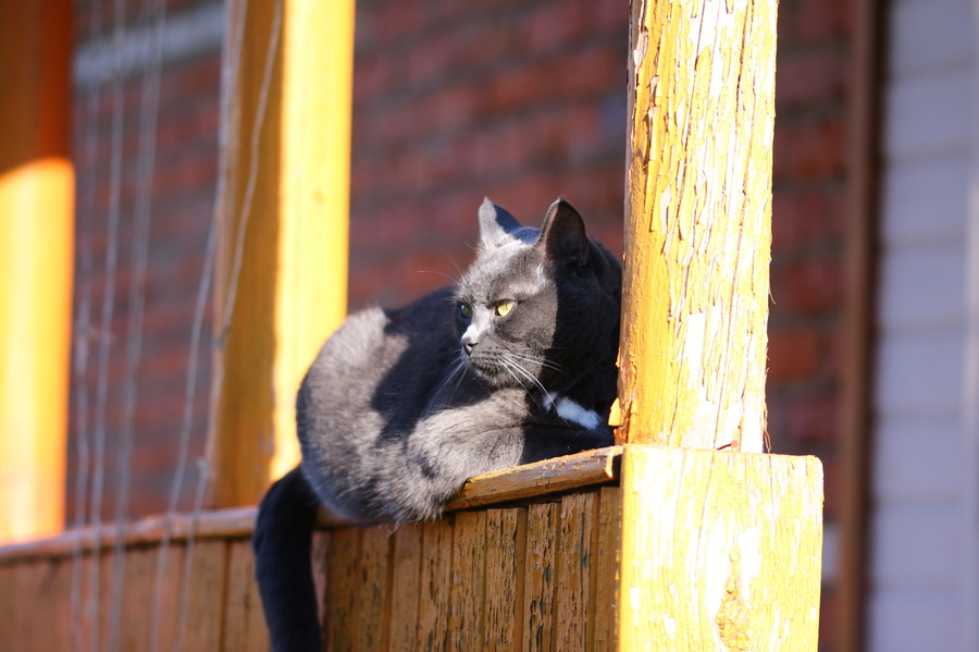 Наблюдатель