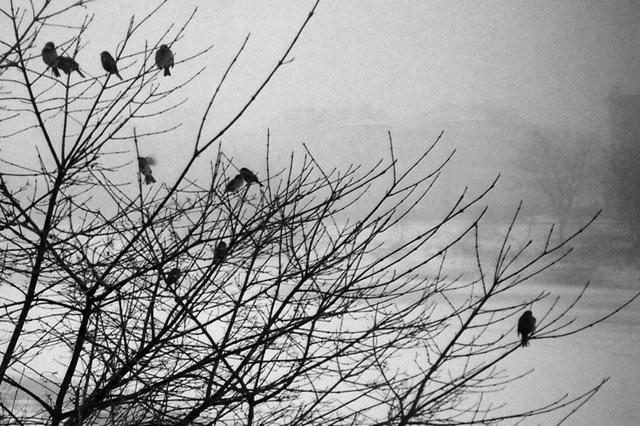 Туман и птицы