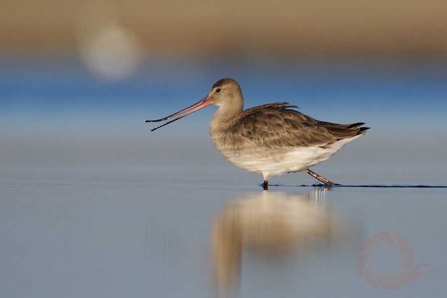 Тяхт Виктор (1)