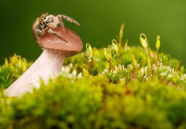 Профессионалы. Макро. 1 место. Ренат Тугушев