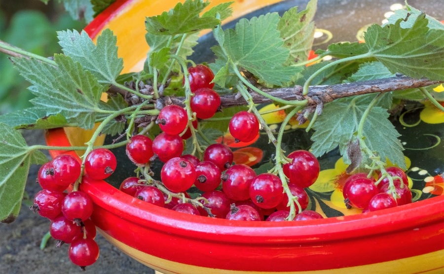 дСмородина-56