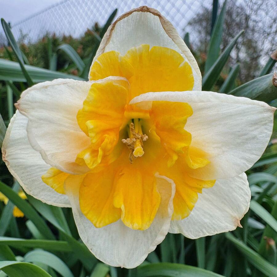 Первоцвет_4