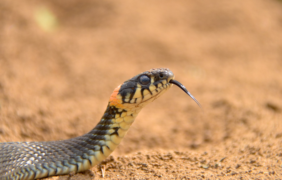 Бдительный уж