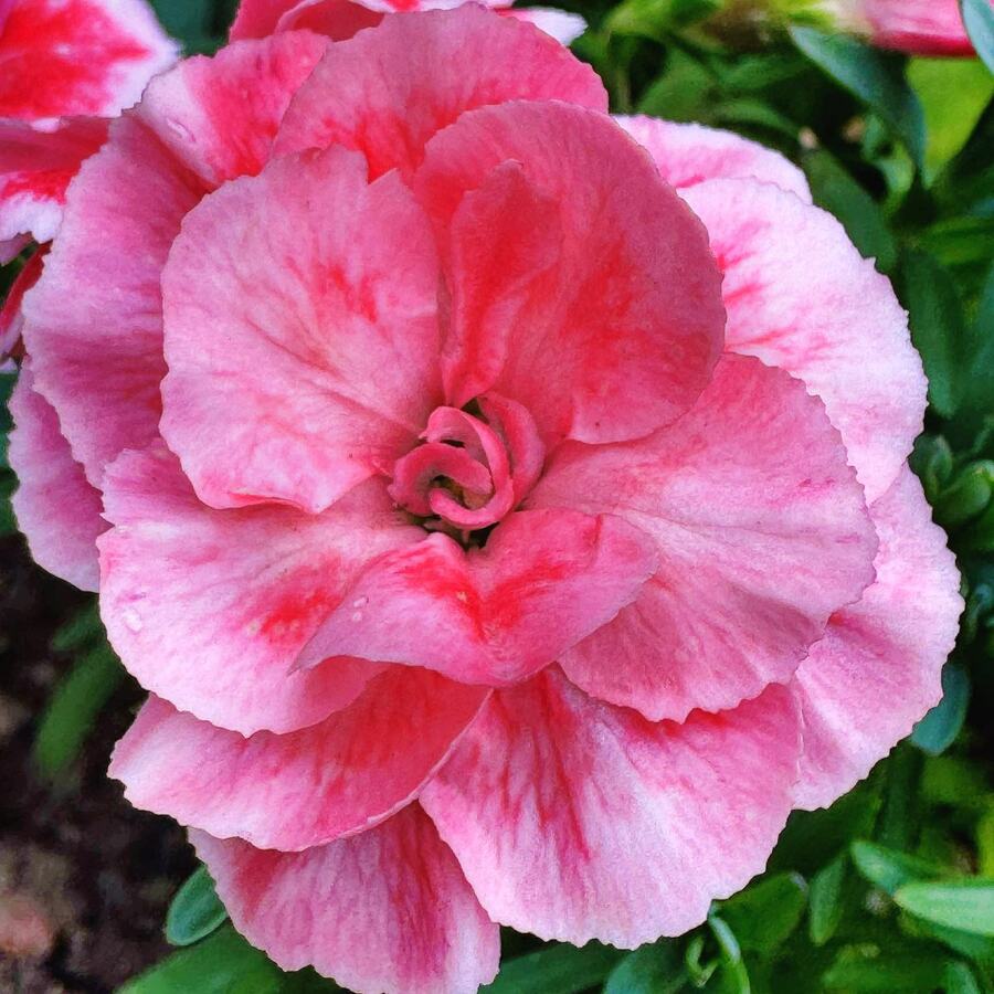 Первоцвет_15