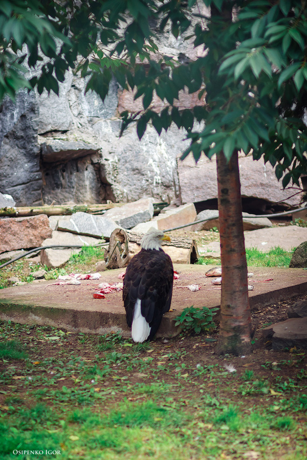 Белоголовый орлан