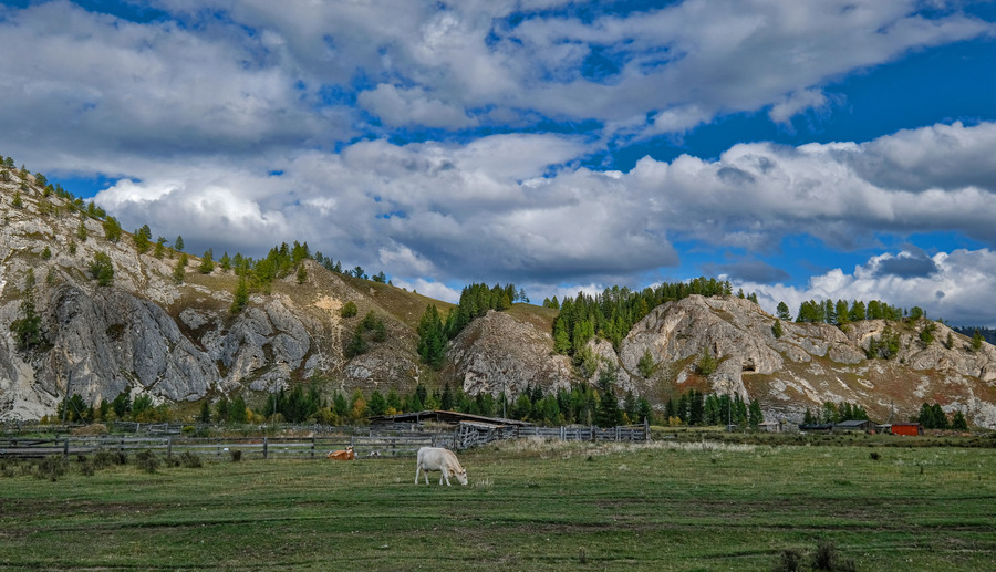 Пастбища горного Алтая