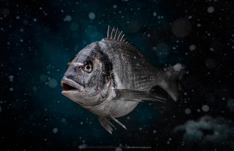 WEB-orata-best-fish