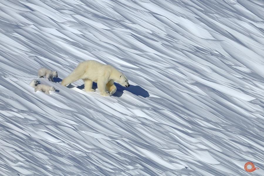 Сергей Горшков. Первые шаги