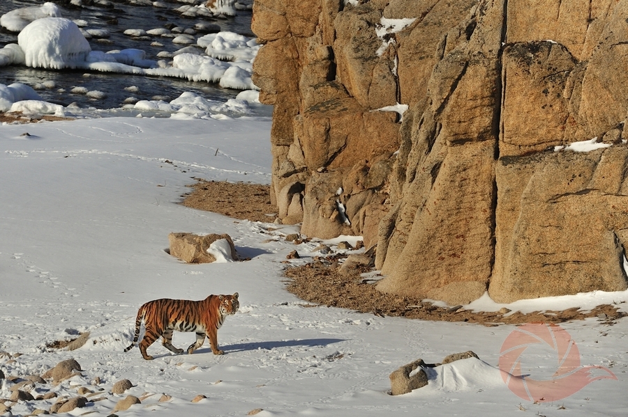 Фукуда Тосидзи (4)