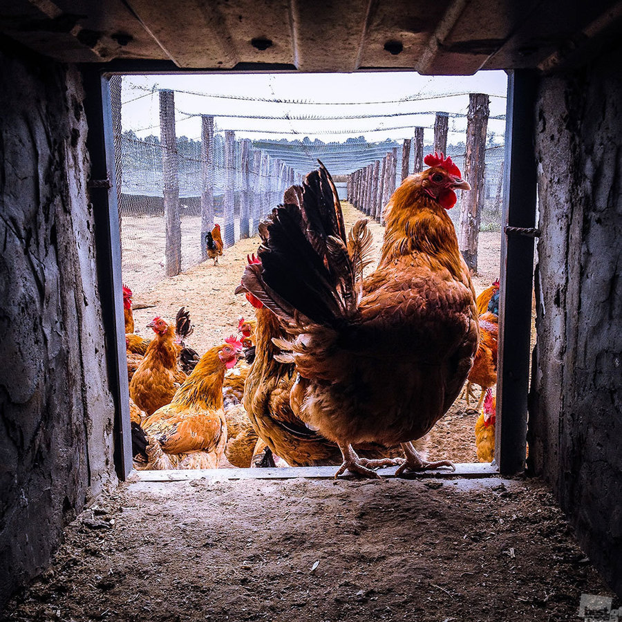 эко-ферма УглечеПоле